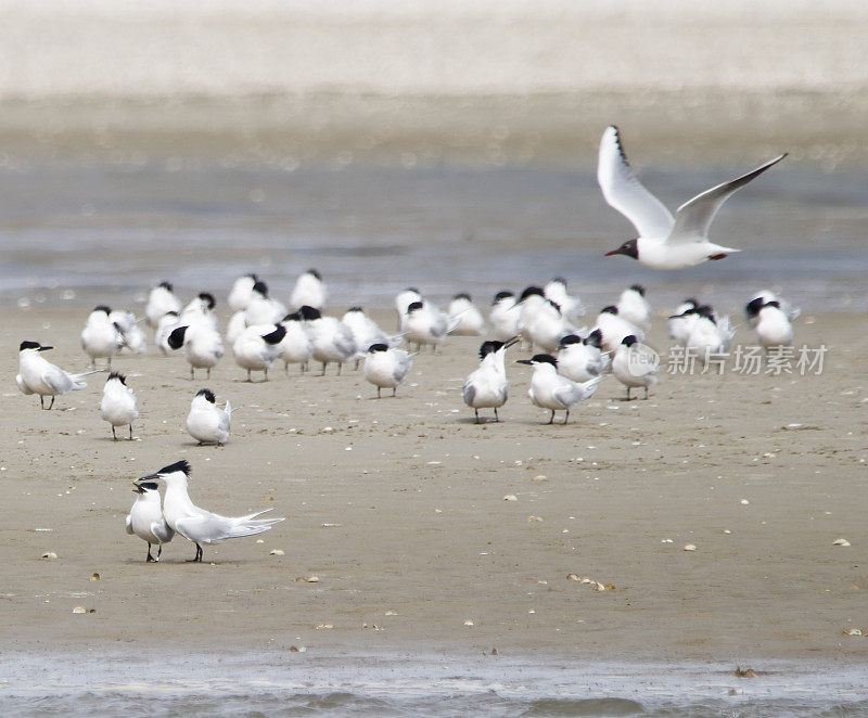 求偶中的三明治燕鸥(Sterna sandvicensis)